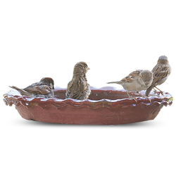 In Hot Days, Birds Need A Bird Bath.